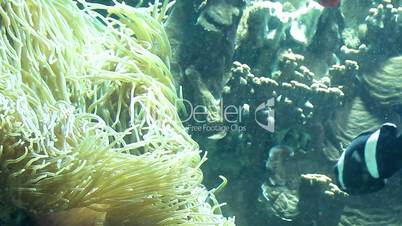 schwarzer Anemonenfisch in einer Koralle
