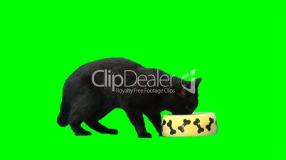 Black cat eats from dog's plate