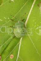 Stinkwanze (Palomena prasina) / Shield bug (Palomena prasina)