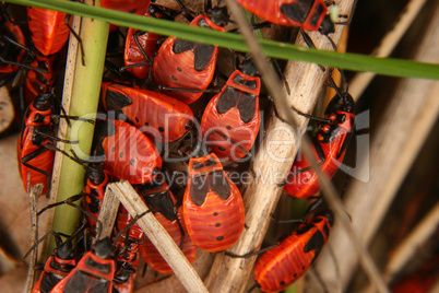 Gemeine Feuerwanzen (Pyrrhocoris apterus) /Red bug (Pyrrhocoris