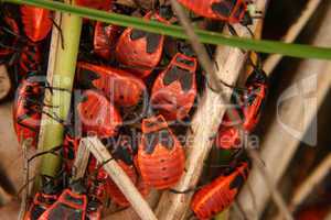 Gemeine Feuerwanzen (Pyrrhocoris apterus) /Red bug (Pyrrhocoris