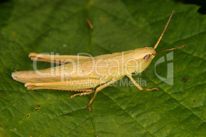 Feldgrashüpfer (Chorthippus) / Grasshopper (Chorthippus)