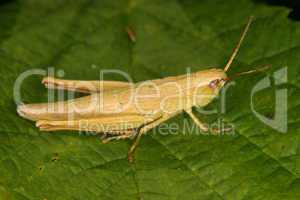 Feldgrashüpfer (Chorthippus) / Grasshopper (Chorthippus)