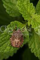 Fleckige Brutwanze (Elasmucha grisea) / Parent bug (Elasmucha gr