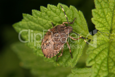 Fleckige Brutwanze (Elasmucha grisea) / Parent bug (Elasmucha gr