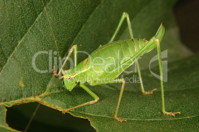 Punktierte Zartschrecke (Leptophyes punctatissima) / Speckled bu