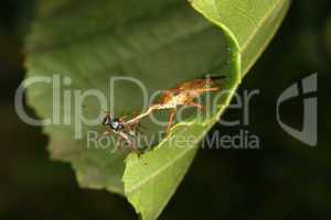 Raubwanze (Reduviidae) / Assassin bug (Reduviidae)