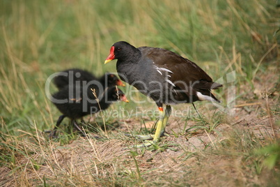 Teichhuhn