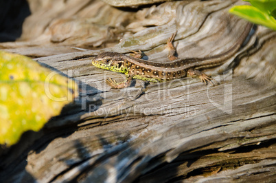 Lizard, Lacerta agilis