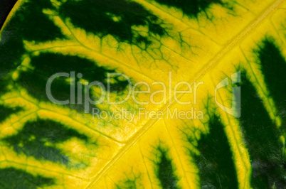 Green leaf with yellow veins