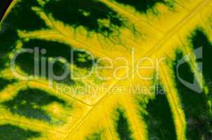 Green leaf with yellow veins