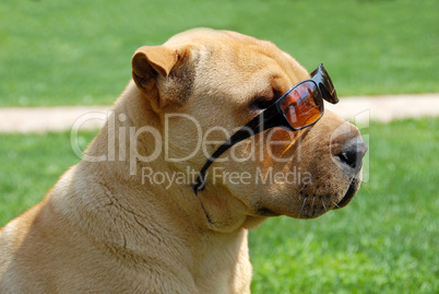 Adorable Shar Pei in sunglasses