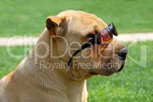 Adorable Shar Pei in sunglasses