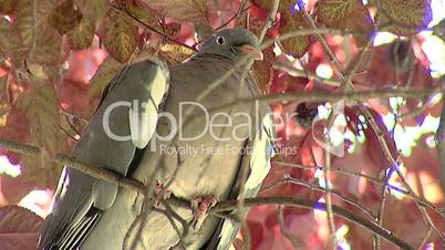 Wild Pigeon close-up