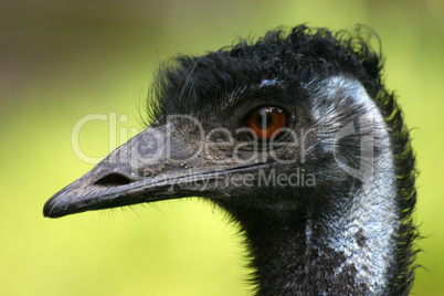 Emu