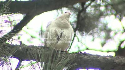 White Pigeon