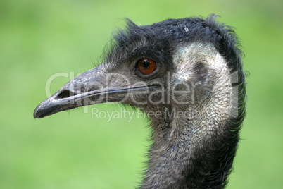 Emu