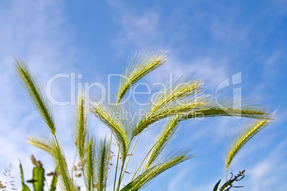 Wheat spica