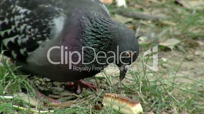 Pigeon close-up