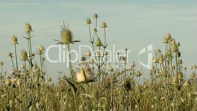 Plants on the wind