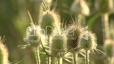 Plants close-up