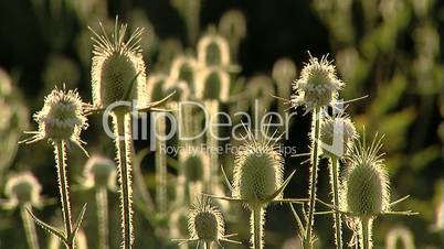 Plants close-up