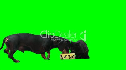 Cat and dog eat from one plate