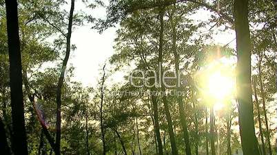 Acacia forest with sunset pan