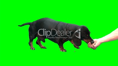 Black dachshund standing eats from hand
