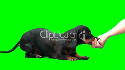 Black dog eats from hand (lying)