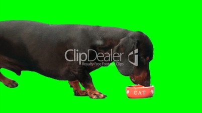 Dog eats from moving cat's plate