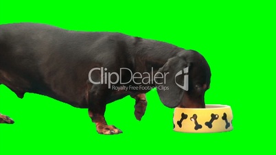 Black dog eats from moving dog's plate