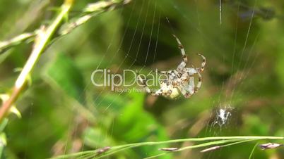 Kreuzspinne - Spider