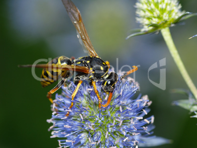 Vespula germanica