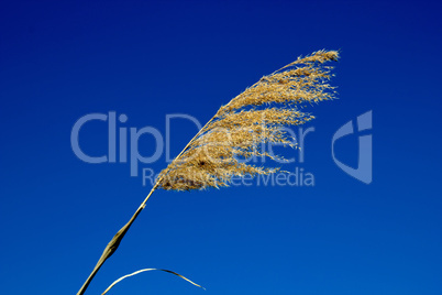 Reeds on blue sky background