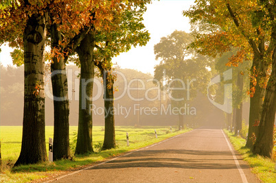 Allee im Herbst - avenue in fall 20