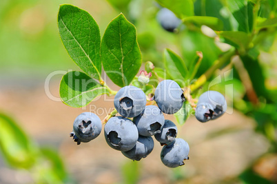 Heidelbeere am Strauch 01- blueberry on shrub 01