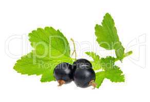 Johannisbeere schwarz freigestellt - black currant isolated 02