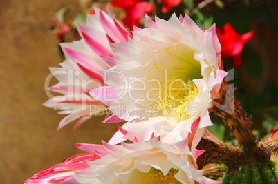 Kaktus Bluete - cactus flower 01