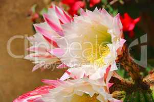 Kaktus Bluete - cactus flower 01