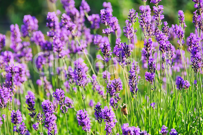 Lavendel - lavender 55