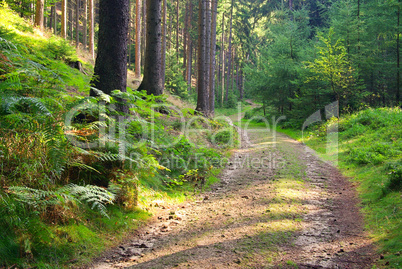 Nasser Grund Weg - wet ground way 05