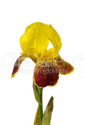 Schwertlilie freigestellt - iris isolated 01