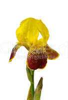 Schwertlilie freigestellt - iris isolated 01