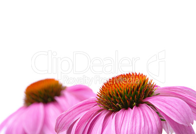 Sonnenhut Purpur - Purple Coneflower 45