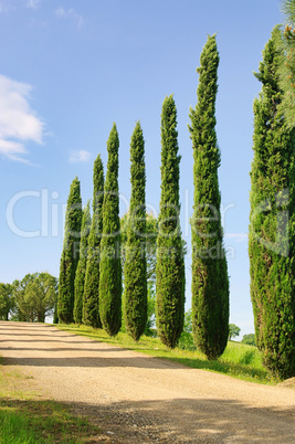 Toskana Zypressen - Tuscany cypress 03