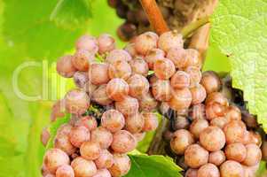 Weintraube rot - grape red 22