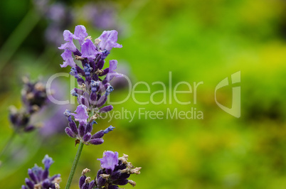 Closeup of lavender flowers