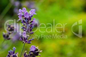 Closeup of lavender flowers