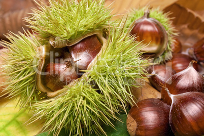 Frische Kastanien liegen auf Herbstblättern